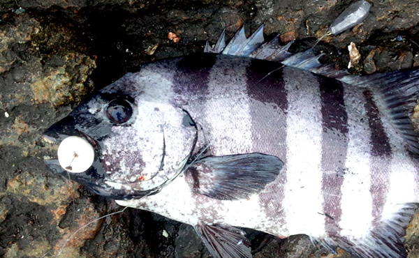 マジックフロート