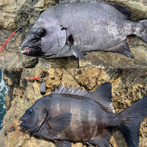 パイプテンビン遠投タイプ