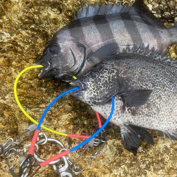 ストリンガーワイヤーW