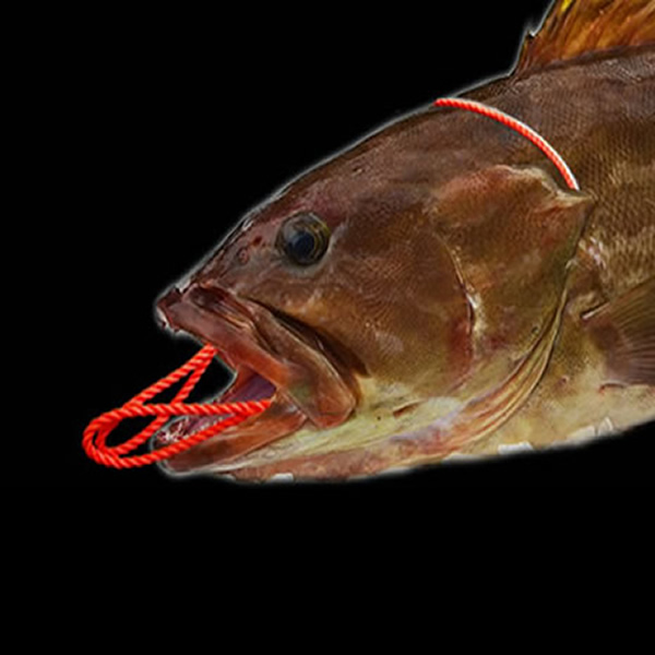 キングストリンガー